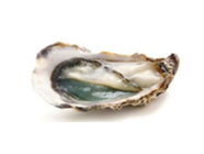 OYSTER 48 pieces per box (Fine De Claire No3)